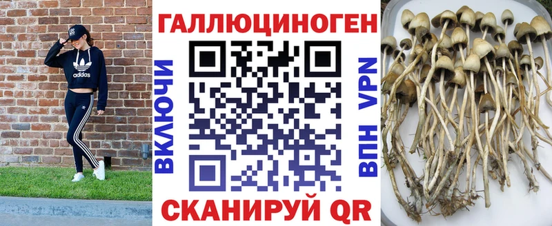 даркнет сайт  Истра  Галлюциногенные грибы Psilocybine cubensis 
